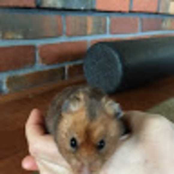 hamm_hamm